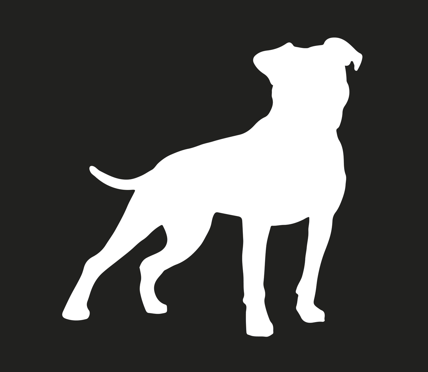American Pitbull Terrier Collection